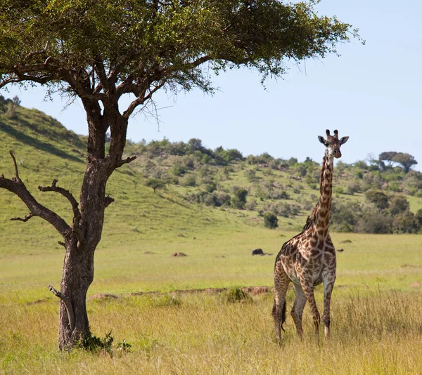 Girafe — Foto Stock