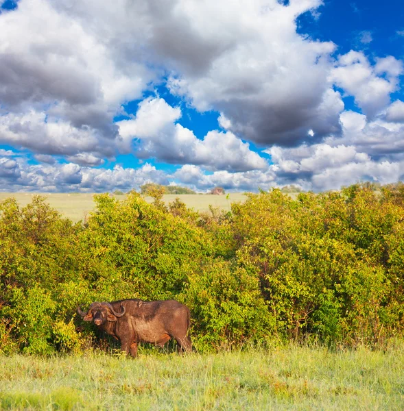 Búfalo africano —  Fotos de Stock