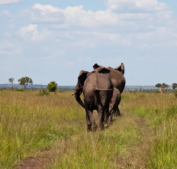 Elephants in savannah — Stock Photo, Image