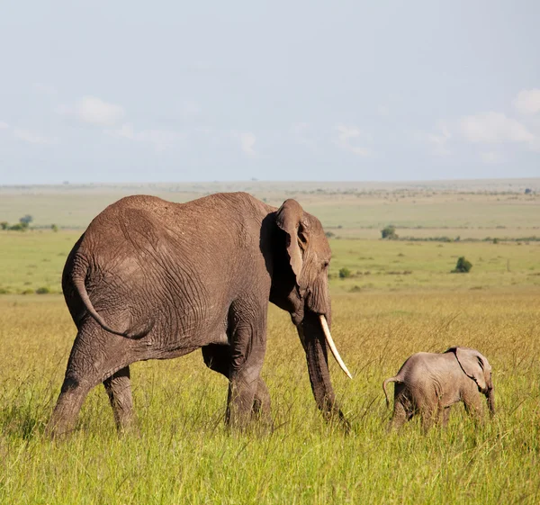 Elefanti — Foto Stock