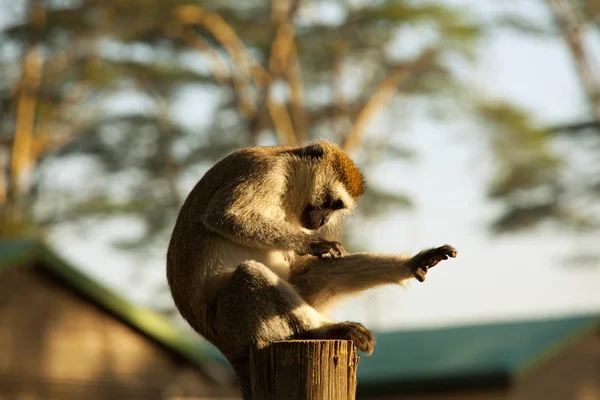 Μαϊμού vervet — Stockfoto