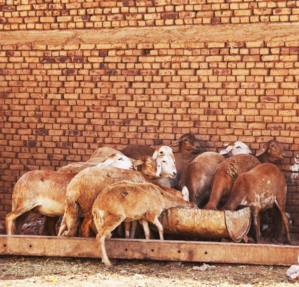 stock image Sheeps