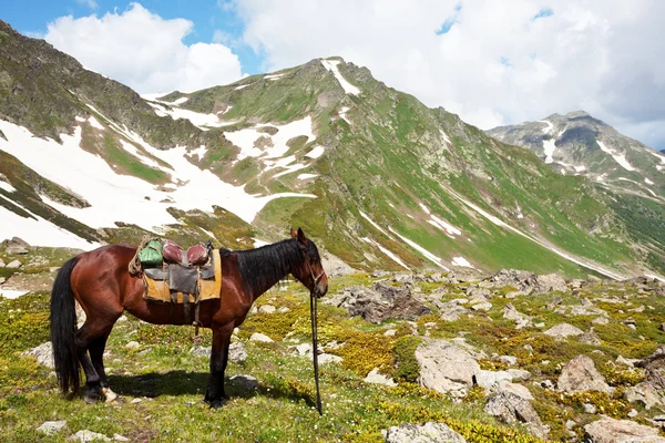 Лошадь в горах — стоковое фото