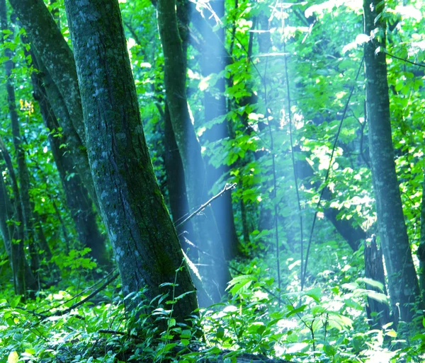 夏季森林 — 图库照片