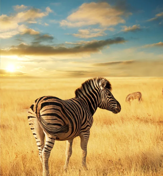 Zebra Stok Fotoğraf