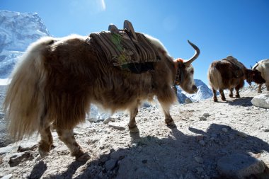Tibet sığırı