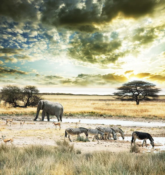 Африка — стоковое фото