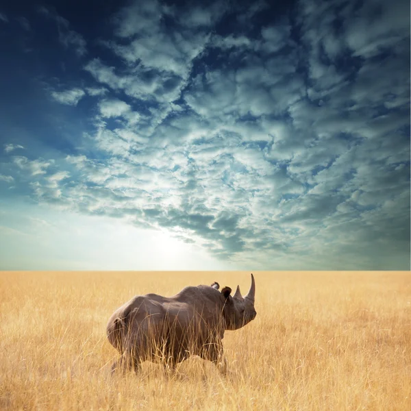 Nosorożec — Zdjęcie stockowe