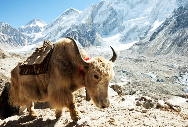 stock image Yak in mountains
