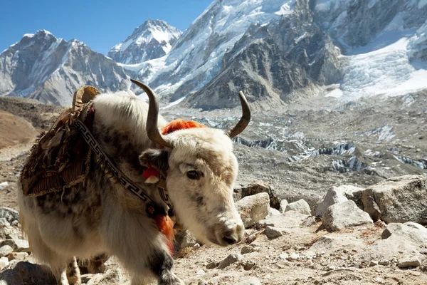 Yak in mountains — Stock Photo, Image