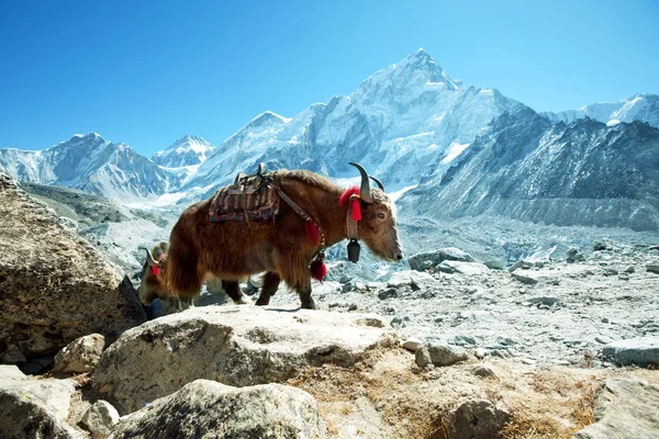 Tibet sığırı — Stok fotoğraf