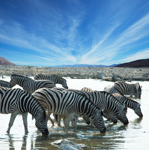 Zebror på vattenhål — Stockfoto