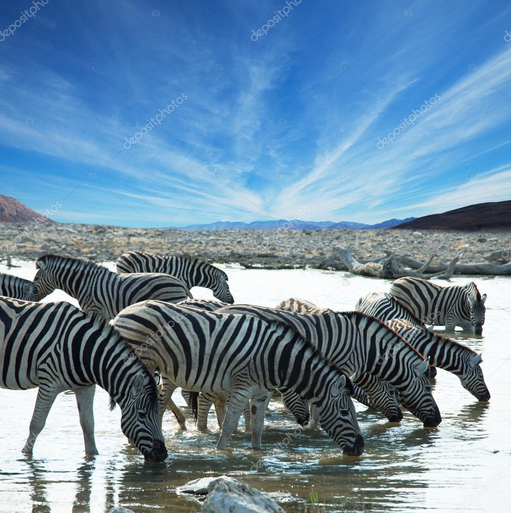 Zebras on waterhole