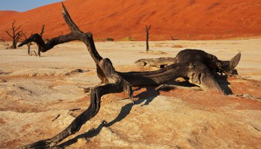 Dead valley in Namibia clipart