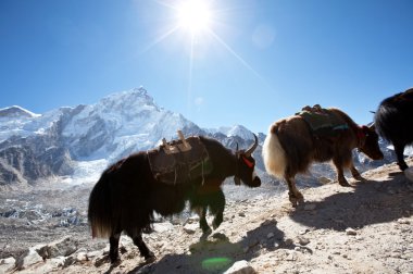 Tibet sığırı