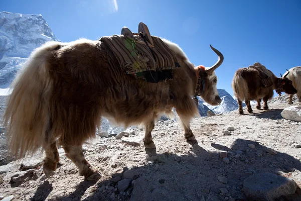 在尼泊尔牦牛 — 图库照片