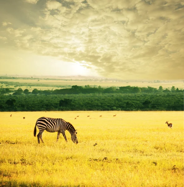 Zebra på soluppgången — Stockfoto