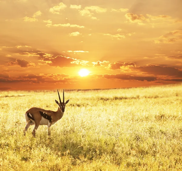 Antilop günbatımı üzerinde — Stok fotoğraf