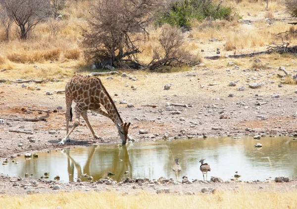 Zürafa içme — Stok fotoğraf