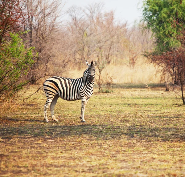 Zebra v buši — Stock fotografie