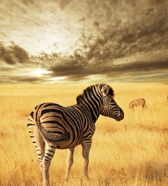 Zebras lizenzfreie Stockbilder