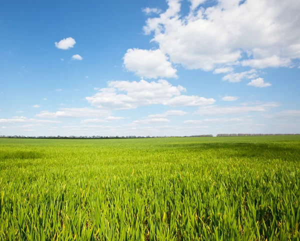 Campo verde — Foto de Stock