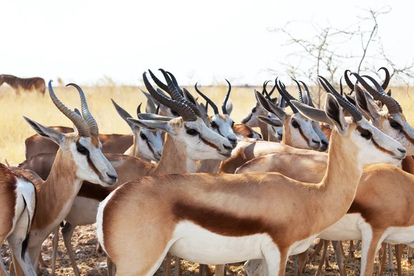 stock image Antelope