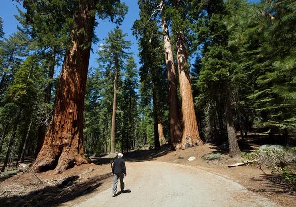 Sequoia — Foto de Stock