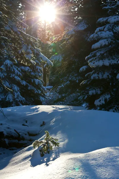 Hutan musim dingin — Stok Foto