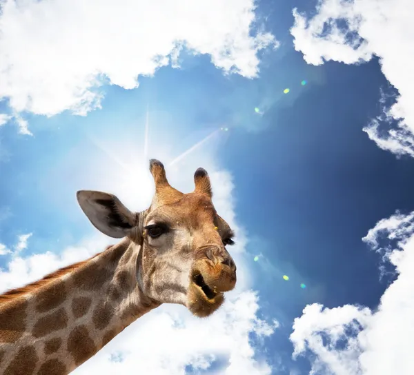 Giraffa su blu — Foto Stock