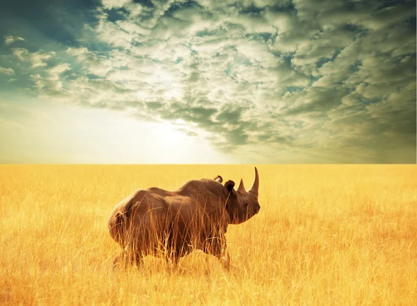 Rinoceronte — Fotografia de Stock