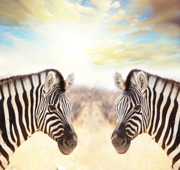 Zebra på sunset — Stockfoto