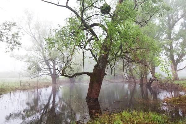 Niebla en el bosque — Foto de Stock