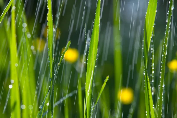雨の庭 — ストック写真
