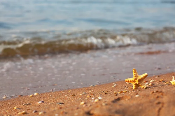 Sjöstjärna i sand — Stockfoto