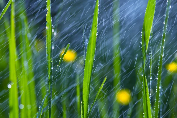Regen im Garten — Stockfoto