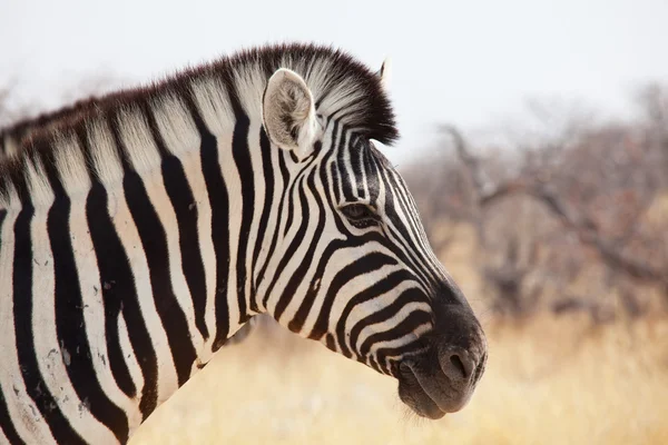 Zebra — Stock Photo, Image