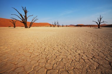 Dead valley in the Namibia clipart