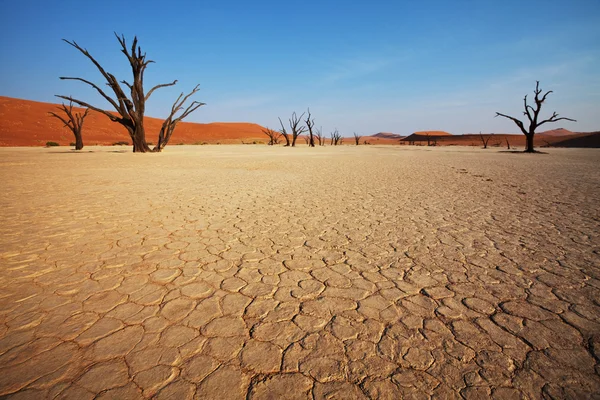 stock image Dead valley in the Namibia