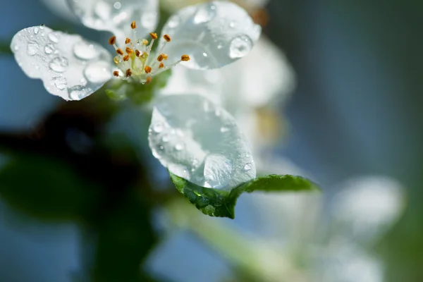 stock image In garden