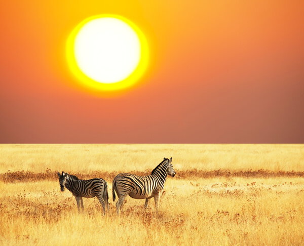 Zebras on sunset