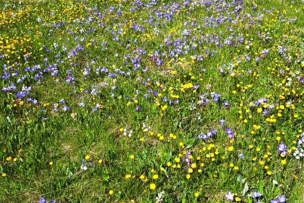 stock image Flores meadow