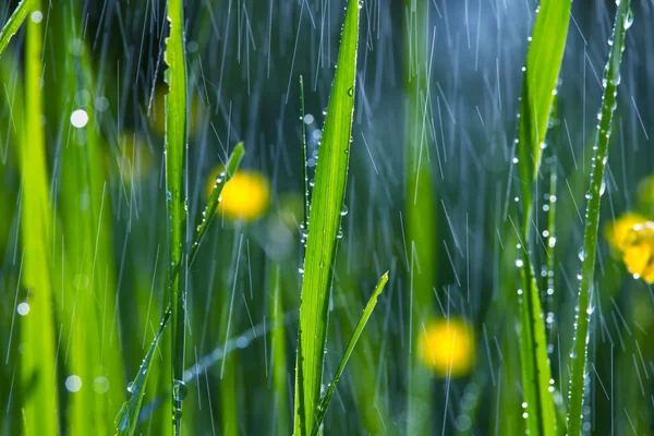 Pioggia in giardino — Foto Stock