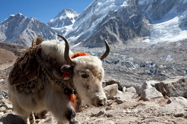 Himalaya içinde yak — Stok fotoğraf