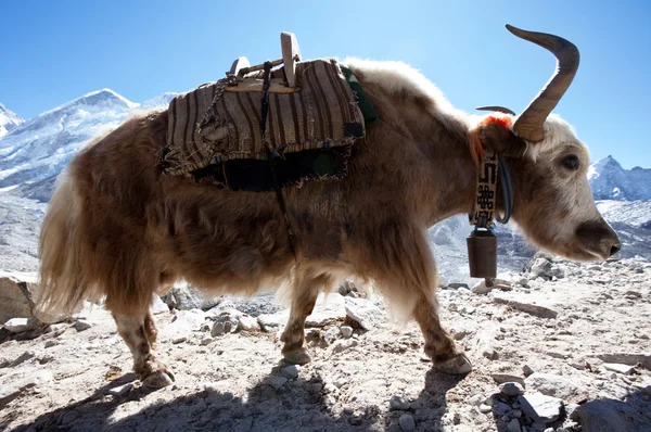Yak en el Himalaya — Foto de Stock