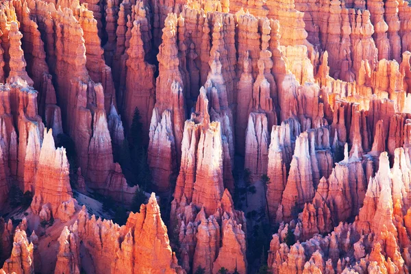 Bryce canyon — Stock Photo, Image