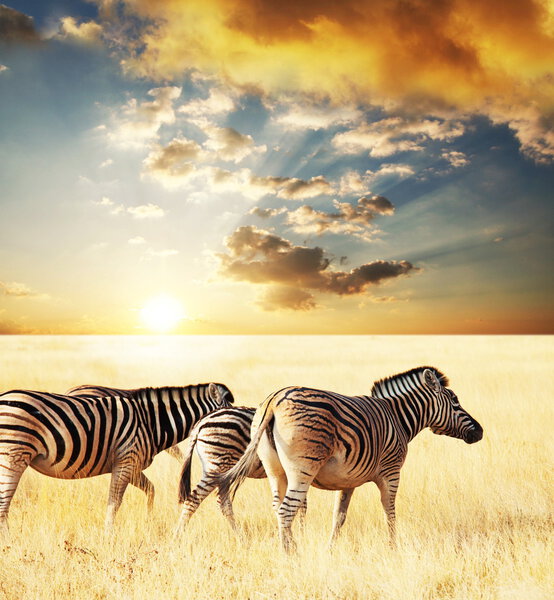 Zebras on sunset