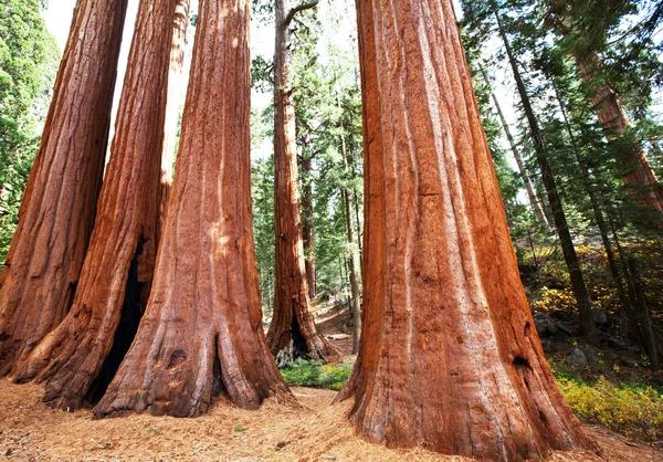 Sequoya — стокове фото