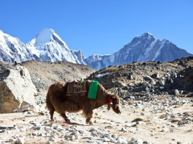 Tibet sığırı