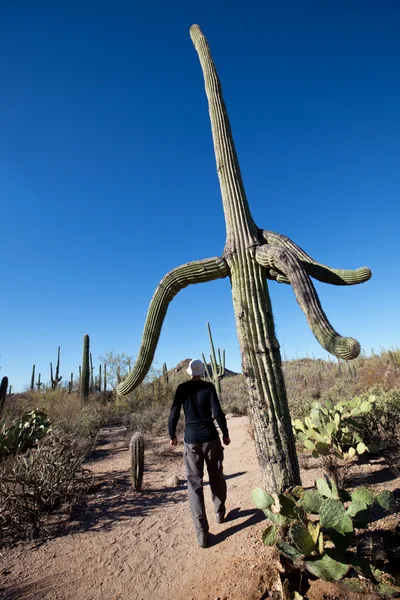 stock image Cactus